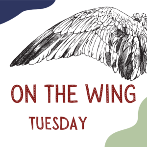 On The Wing (Tuesday)
